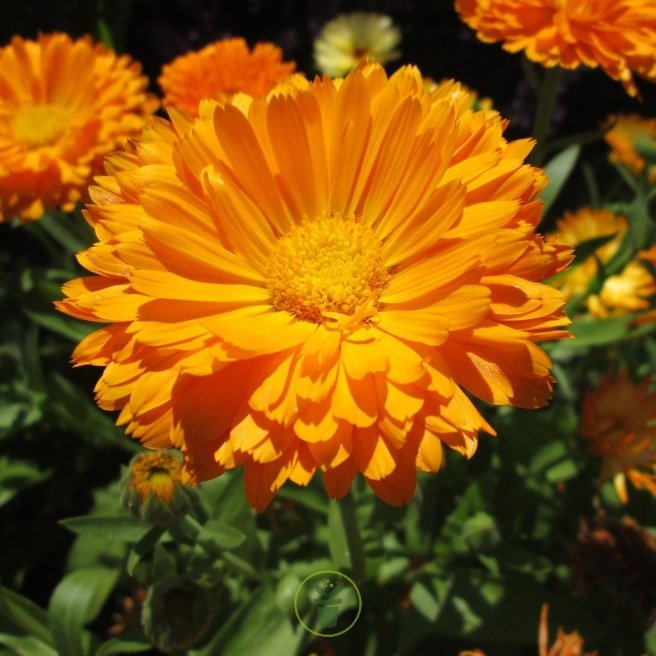 Souci ou calendula Souci ou calendula