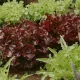 Laitue à couper mélange facile à réussir