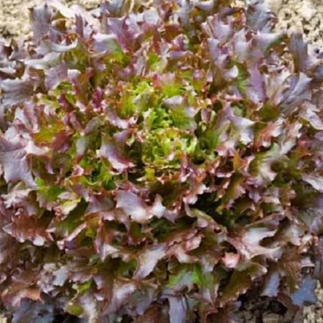 Laitues à couper Red Salad Bowl