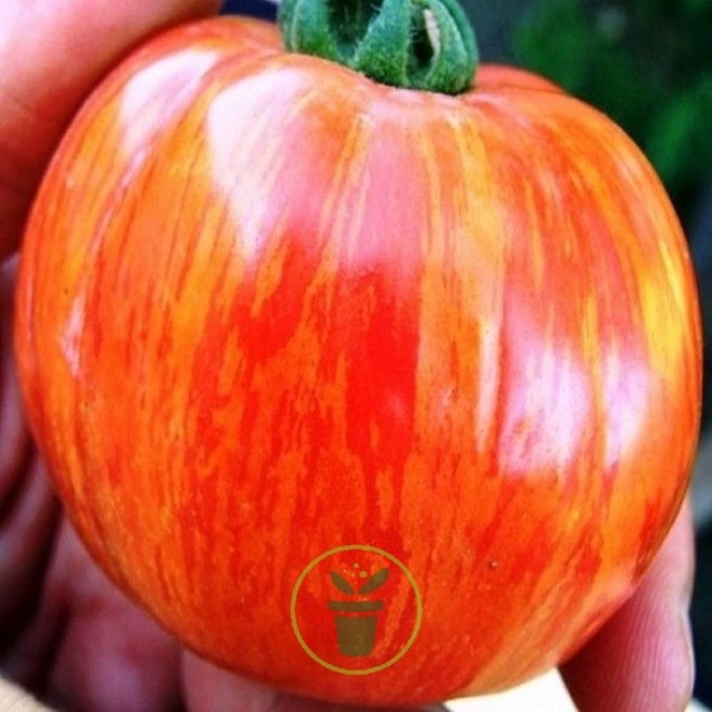 Tomate Tigerella