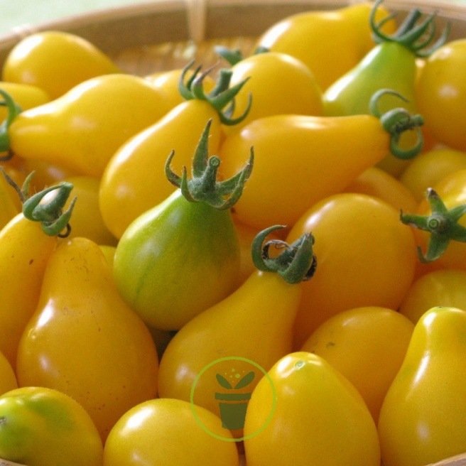 Kits Prêt À Faire Pousser Des Tomates 100% Naturelles - Kit