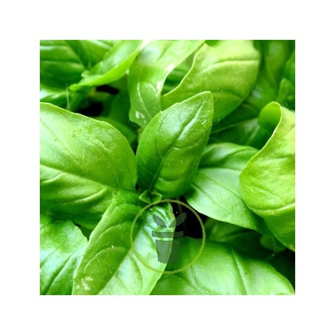 Basilic Grand Vert