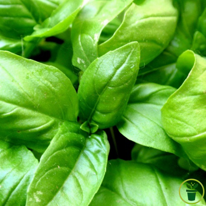 Basilic Grand Vert