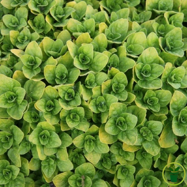 Marjolaine officinale