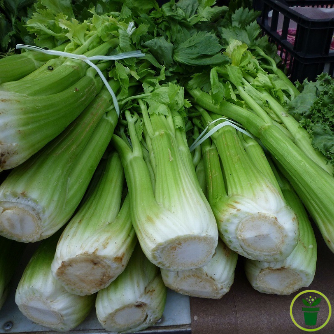 Céleri à côte Plein Blanc Pascal
