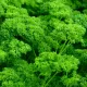 PERSIL FRISE VERT FONCE