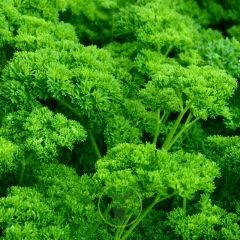 PERSIL FRISE VERT FONCE