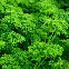 PERSIL FRISE VERT FONCE