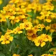 Estragon du Mexique Tagète lucida en fleurs jaune d'or au potager