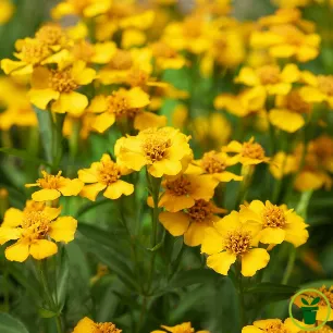 Estragon du Mexique Tagète lucida en fleurs jaune d'or au potager