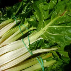 Poirée - Bette à cardes blanches