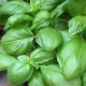 Basilic Grand Vert