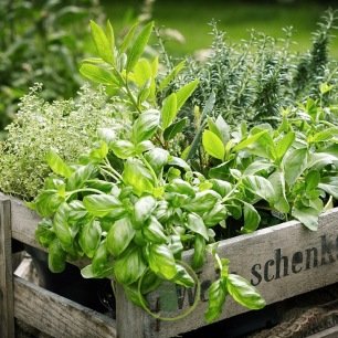 Plants d'aromatiques - Vente fines herbes en kit prêt à planter