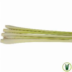 50 Semi Di Shiso (Perilla) – Prezzemolo Giapponese Aromatico – Semi Da Orto