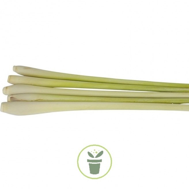 Verveine des Indes ou citronnelle 800 graines Verveine des Indes ou citronnelle 800 graines