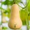 Courge Waltham Butternut 10 graines