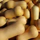 COURGE WALDHAM BUTTERNUT 10 graines