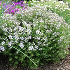 Thym d'hiver BIO 0,15 gramme