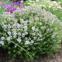 Thym d'hiver BIO 0,15 gramme