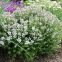 Thym d'hiver BIO 0,15 gramme