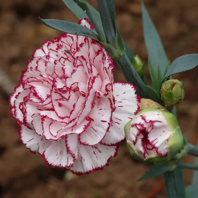 Oeillet des fleuristes varié 100 graines