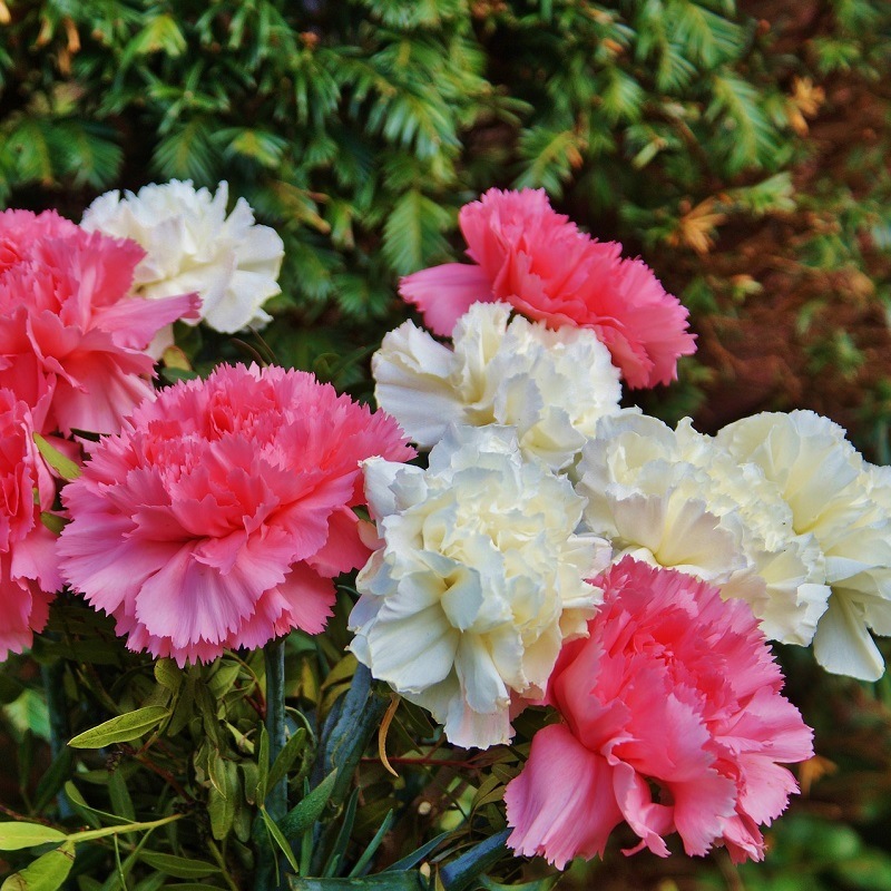 Graines d'Œillets des Fleuristes varié ou blanc bordé de rose. Facile
