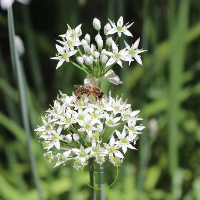 Ciboulail (ciboulette chinoise) 100 graines