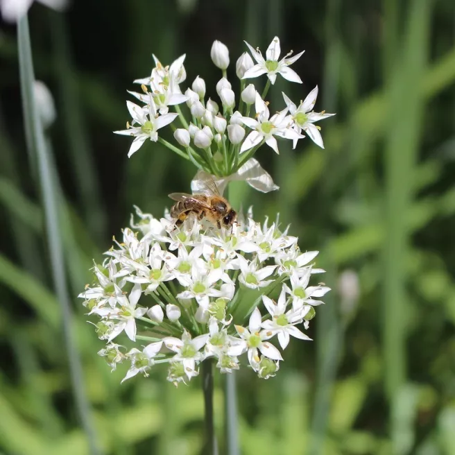 Ciboulail (ciboulette chinoise) 100 graines