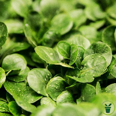 Mâche verte de Cambrai 10 grammes