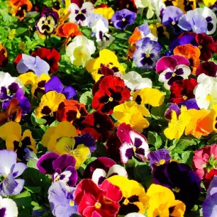 PENSEE GEANTE DE SUISSE VARIEE 100 graines