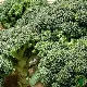 Chou brocoli Calabrais