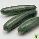 Courgette précoce maraichère