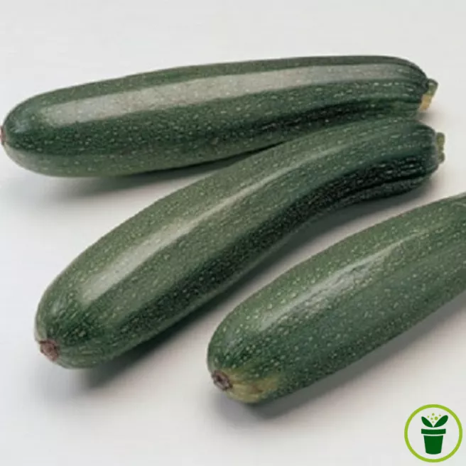Courgette précoce maraichère