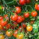 Tomate cerise rouge