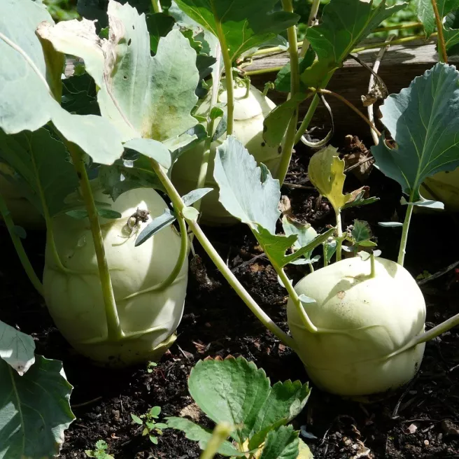 Chou-navet Superschmelz  300 graines