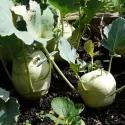 Chou-navet Superschmelz  300 graines