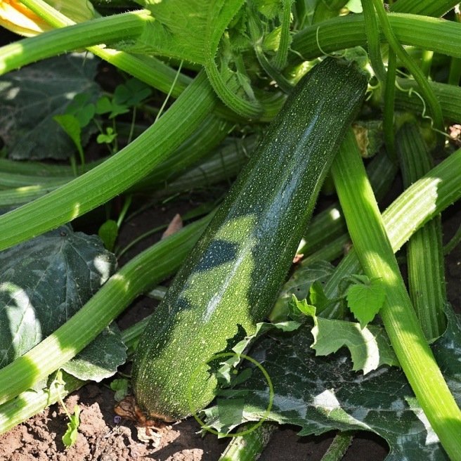 Graines de Courgettes facile à cultiver – 5 variétés à découvrir