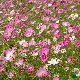 Cosmos géant Sensation BIO en fleurs blanches, roses et carmin au jardin