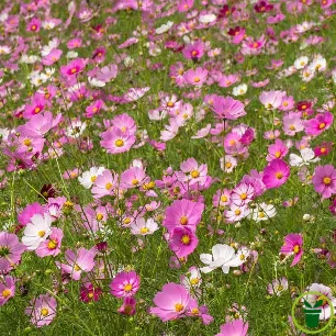 Cosmos géant Sensation BIO en fleurs blanches, roses et carmin au jardin