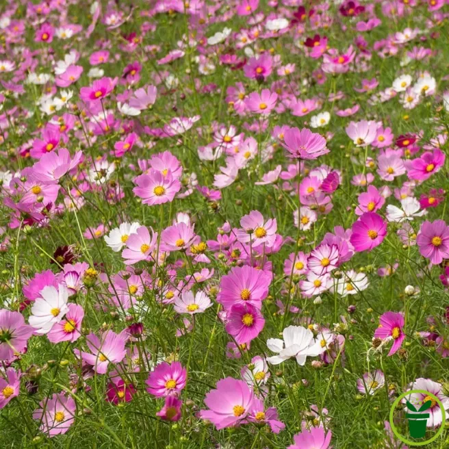 Cosmos géant Sensation BIO en fleurs blanches, roses et carmin au jardin