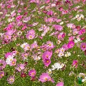 Cosmos Géant Sensation BIO 1 gramme (+/- 150 graines)