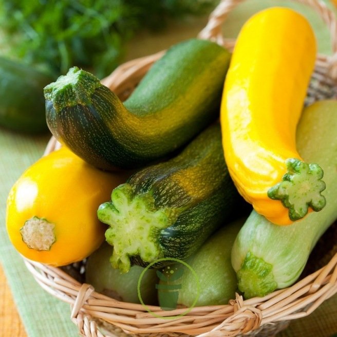 GRAINES DE COURGETTES 