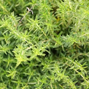 SARRIETTE COMMUNE 50 graines