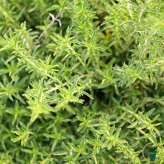 SARRIETTE COMMUNE 50 graines