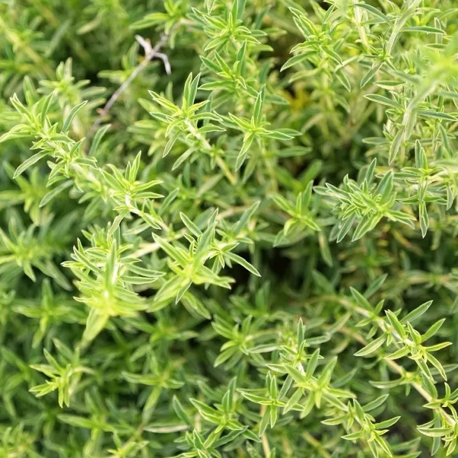 SARRIETTE COMMUNE 50 graines