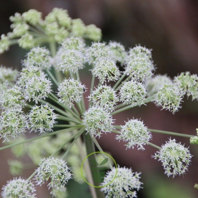 ANGELIQUE (Angelica arhangelica) 100 graines