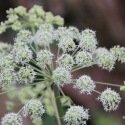 Angélique (Angelica archangelica) 100 graines