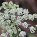 Angélique (Angelica archangelica) 100 graines