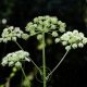 ANGELIQUE (Angelica arhangelica) 100 graines