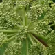 ANGELIQUE (Angelica arhangelica) 100 graines